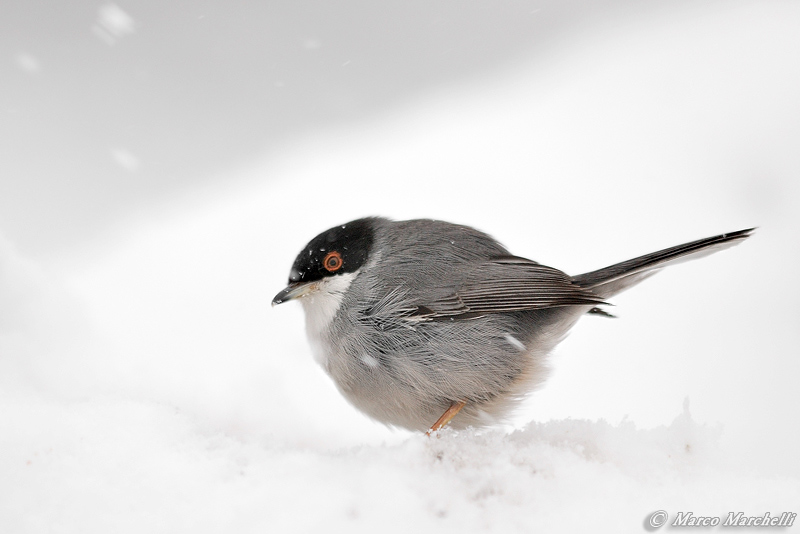 Occhiocotto: prima e durante la nevicata